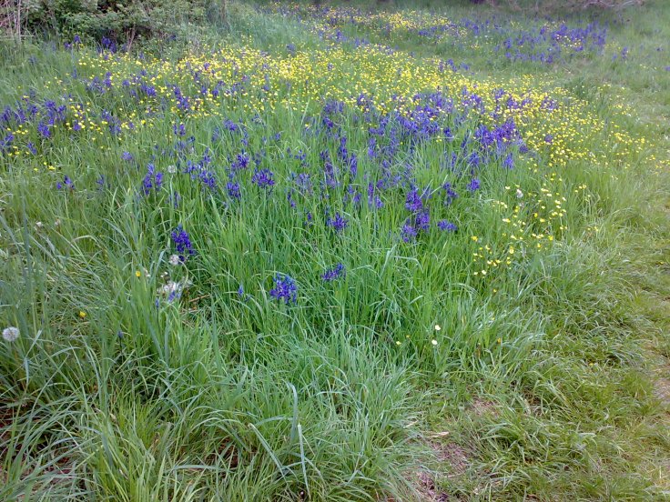 Camus and daffodils in Beacon Hill Park, Victoria. (Photo: Alison Boston)