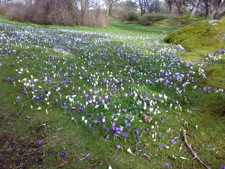 Crocus Beacon Hill Park - about 2 weeks ago - how time flies!