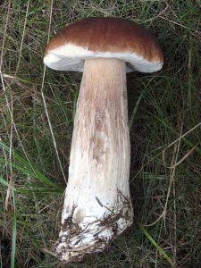 Boletus_edulis_(7)